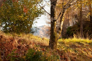Fireside Dram image 5