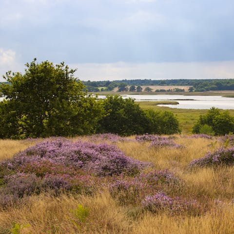 Hit the walking trails and spot wildlife in the Suffolk Heaths, right on your doorstep