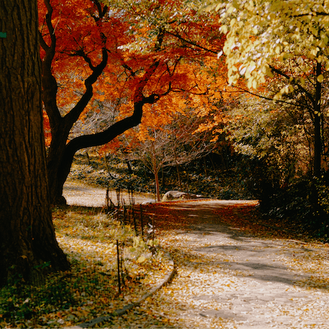 Take an afternoon stroll through nearby Prospect Park