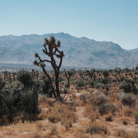 Drive to the entrance of Joshua Tree National Park in just twenty minutes