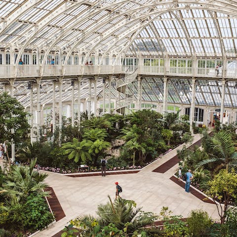 Enjoy an immersive tropical experience at Kew's Royal Botanical Gardens