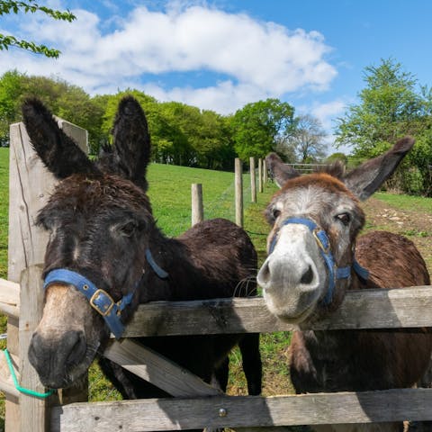 Make friends with some of the neighbours in this rural spot