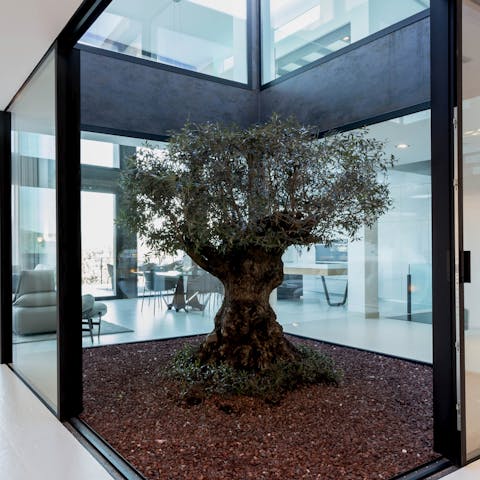 Share your luxurious home with a 2000 year-old olive tree