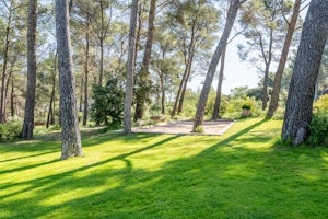 Alpilles Blossoms image 15