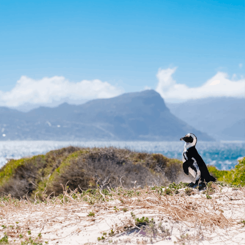 Meet the penguins at Boulders Beach on a day trip, just over 40 km away from home