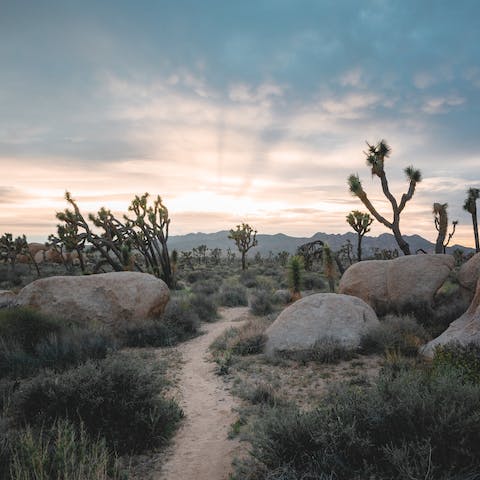 Explore some of the beauty of Joshua Tree National Park, only a short drive away
