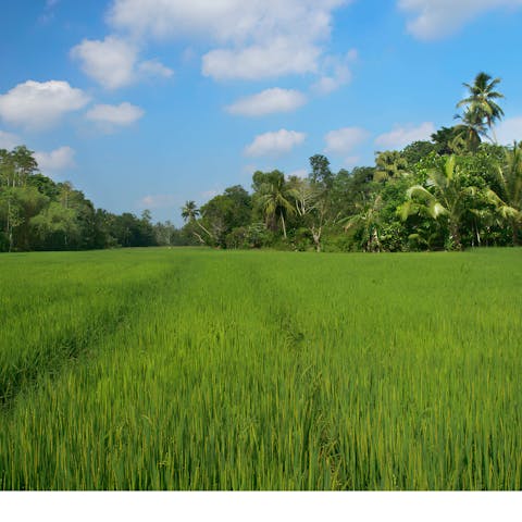 Stay among picturesque rice paddies 