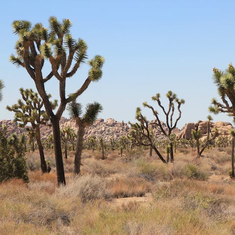 Take a day trip to hike in Joshua Tree National Park