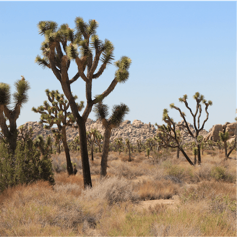 Take a day trip for glorious hikes in the Cali desert