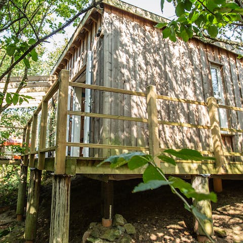Live in a hand-built cabin in the woods