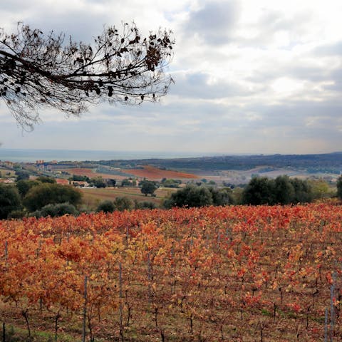 Gaze out over the region's rolling vineyards from the first floor windows