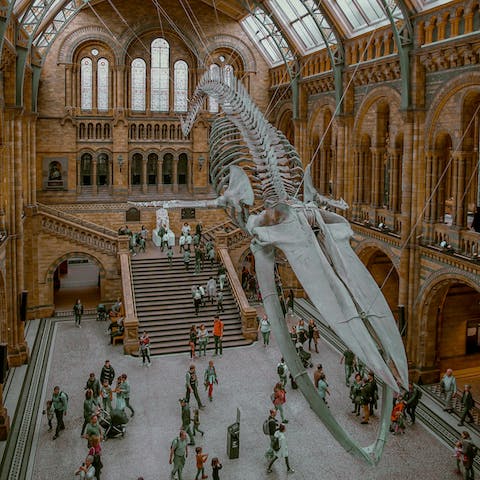 Gaze up at the blue whale skeleton that hangs in the Natural History Museum, fifteen minutes walk away