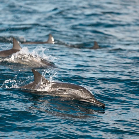 Book a boat trip to spot pods of dolphins just off the coast (half an hour drive away)