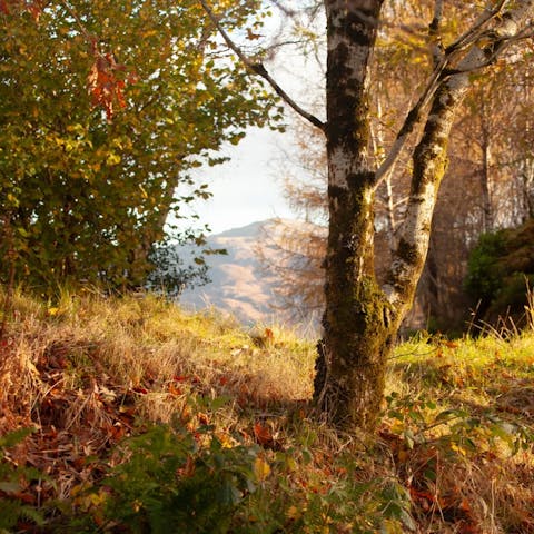 Forage in 25 acres of woodland while the kids play in the forest camp