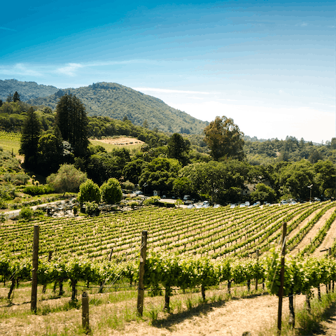 Explore the many vineyards of Sonoma County, known for its wine production