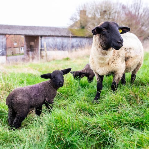 Explore the on-site farm and meet adorable sheep and ducks