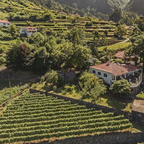 Stay in the middle of a stepped vineyard