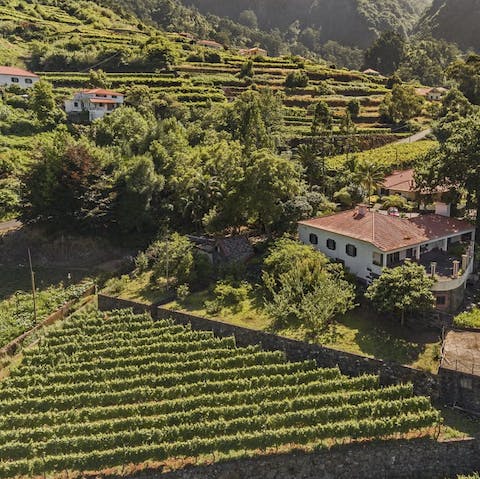 Stay in the middle of a stepped vineyard