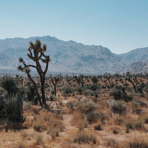 Drive forty-six minutes to the beauty of Joshua Tree National Park