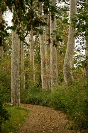 Sauvignon Vines image 9
