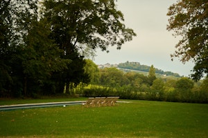 Sauvignon Vines image 3