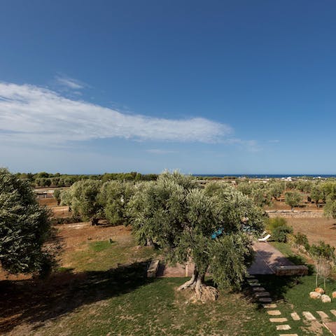 Admire the views over the garden and olive trees, towards the sea