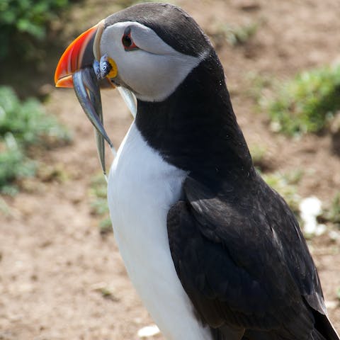Check out the puffins on Skomer Island – it takes seventeen minutes to drive to the ferry