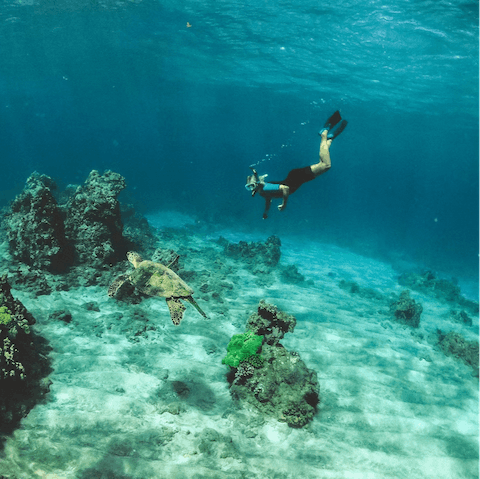 Glide alongside turtles in your very own scuba diving adventure