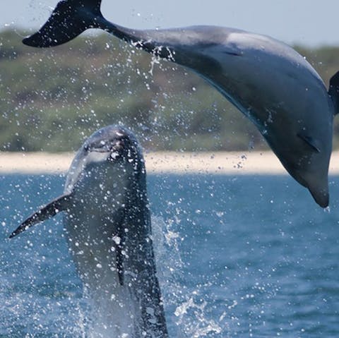 Go dolphin spotting in the oceans – just an eight-minute walk to the beach