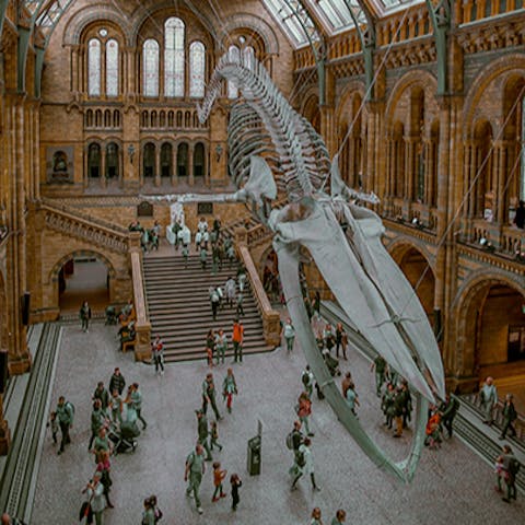 Marvel at the exhibits in the Natural History Museum