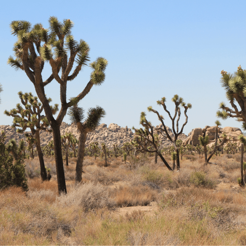 Head to Joshua Tree National Park for a hike you won't forget