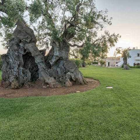 Celebrate ancient olive trees growing out of the garden here