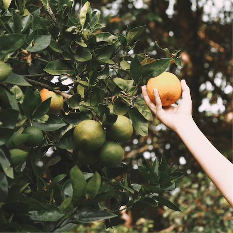 Pick citrus fruits and avocados from the five acres of groves surrounding the home