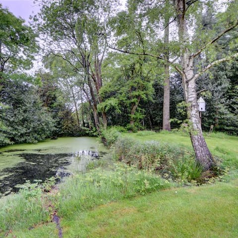 Relax in the garden next to the peaceful pond