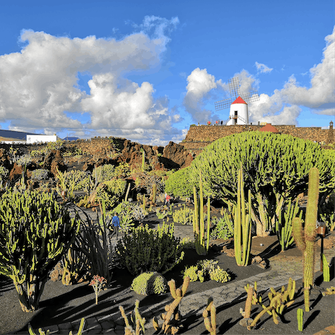 Spend an afternoon at the Cactus Garden, less than a fifteen-minute stroll away