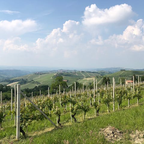 Explore the Piedmont region through its wines, you're in the Asti province after all