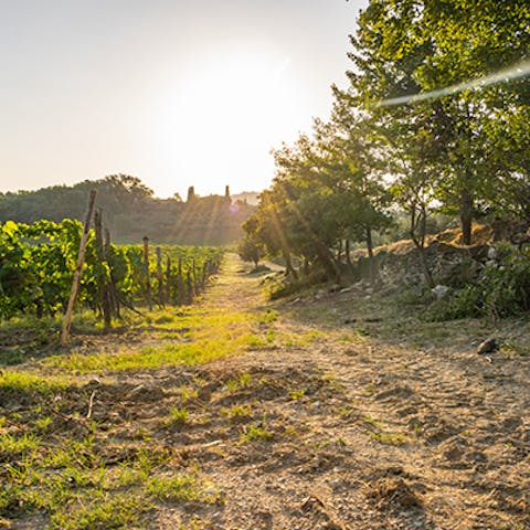 Soak up the beauty of charming Chianti