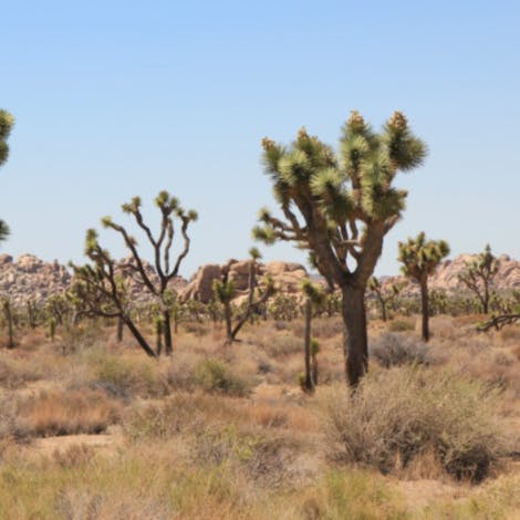 Take a hike in Joshua Tree National Park nearby 