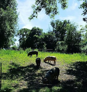 Meadow View image 13
