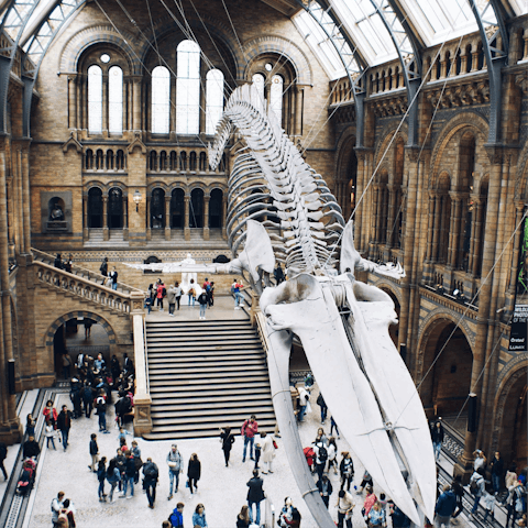 Visit the Natural History Museum, a twenty-minute walk away