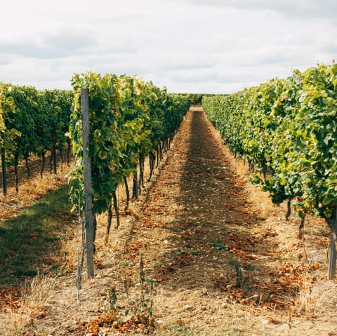 Visit a local winery for a tasting tour in the surrounding countryside