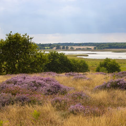 Walk for miles through the heathland alongside the River Deben