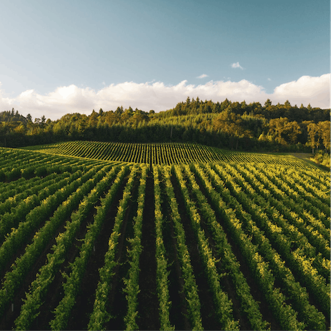 Take a tour of California's wineries – your closest is just three minutes away by car