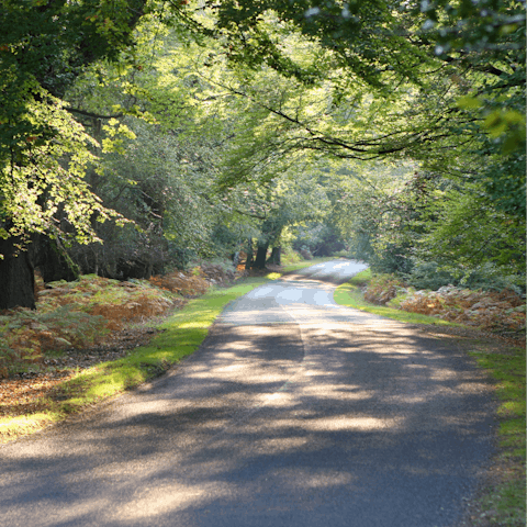 Go for a stroll in the New Forest national Park, around 18 miles away