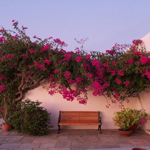 Sip an ouzo surrounded by the pretty bougainvillaea