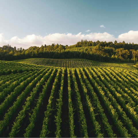 Explore California's wine country – your home is on the outskirts of Angwin