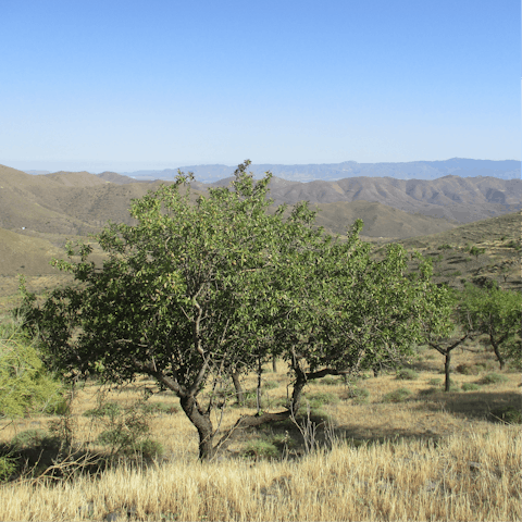 Reconnect with nature and enjoy a hike up The Sierra de Tejeda mountains