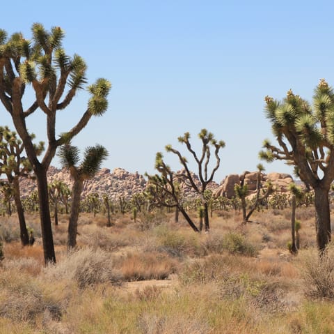 Lace up those hiking boots and take on Joshua Tree National Park 