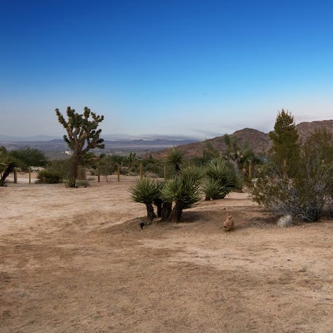 Discover the magic of the desert from this home at the foothills of Joshua Tree National Park