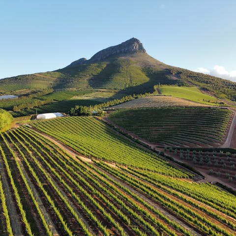 Stay in the famous wine region of Stellenbosch and tour sprawling vineyards